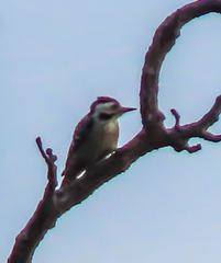 Dendrocopos analis