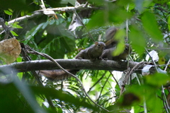 Funisciurus anerythrus