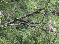 Rhipidura fuliginosa