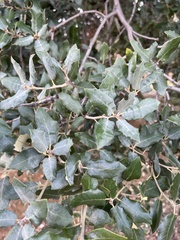 Quercus ilex