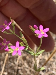 Centaurium tenuiflorum