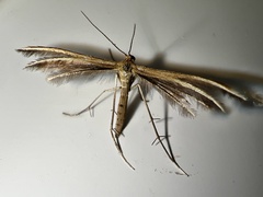 Pterophorus innotatalis