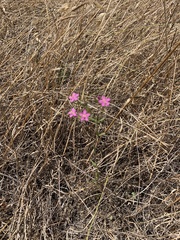 Centaurium tenuiflorum