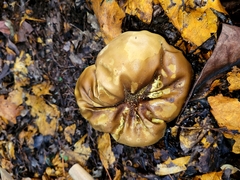 Calvatia