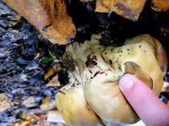 Calvatia