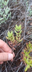 Crassula subaphylla
