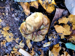 Calvatia