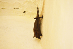 Taphozous nudiventris