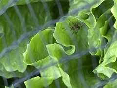 Anyphaena accentuata