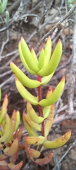 Crassula subaphylla