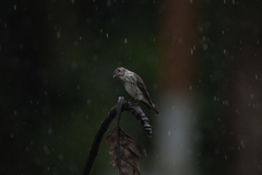 Muscicapa griseisticta