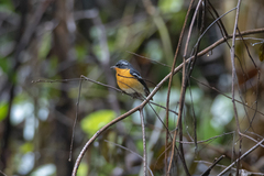 Ficedula mugimaki