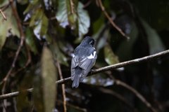 Ficedula mugimaki