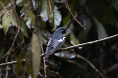 Ficedula mugimaki