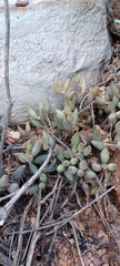 Adromischus filicaulis