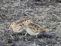 Gallinago magellanica