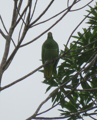 Drepanoptila holosericea