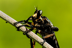 Blepharotes splendidissimus