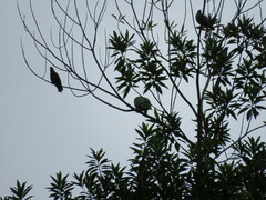 Drepanoptila holosericea