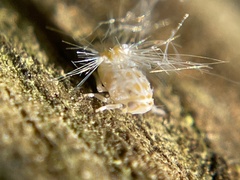 Scolypopa