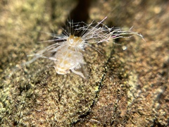 Scolypopa