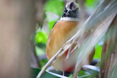 Pitta moluccensis