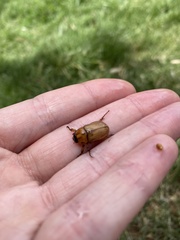Cyclocephala