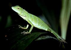 Bronchocela cristatella