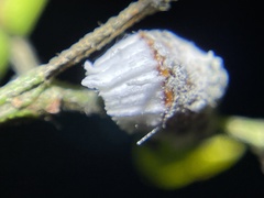 Monophlebidae