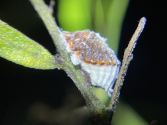 Monophlebidae