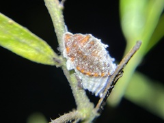 Monophlebidae