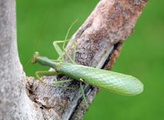 Sphodromantis