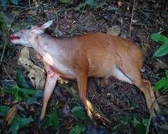 Cephalophus dorsalis