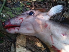 Cephalophus dorsalis