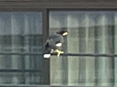 Acridotheres grandis