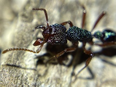 Rhytidoponera aspera