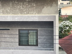 Acridotheres grandis