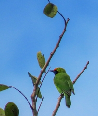 Chloropsis aurifrons