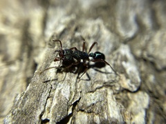 Rhytidoponera aspera