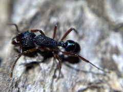 Rhytidoponera aspera