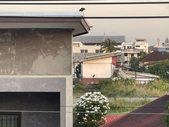 Acridotheres grandis