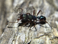 Rhytidoponera aspera