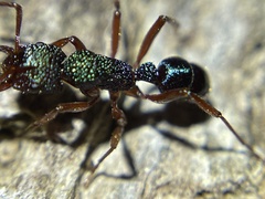 Rhytidoponera aspera