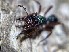 Rhytidoponera aspera