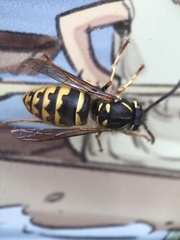 Vespula vulgaris
