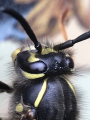 Vespula vulgaris