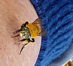 Amegilla cingulata