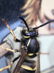 Vespula vulgaris