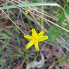 Tricoryne elatior
