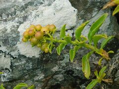 Teedia lucida